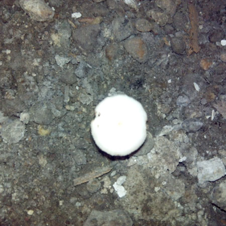 champignon vu de dessus